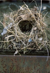 Empty Nest Photo