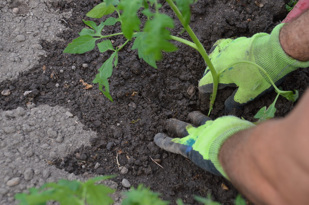 The Master Gardener