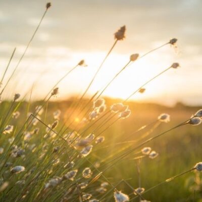 God Our Rescuer: Encouragement from Psalm 18