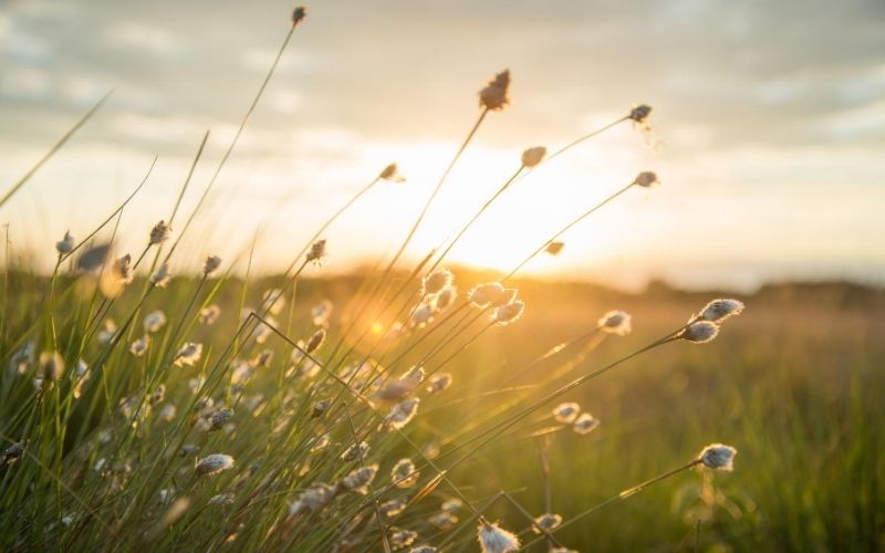 field with wildflowers and sunrise