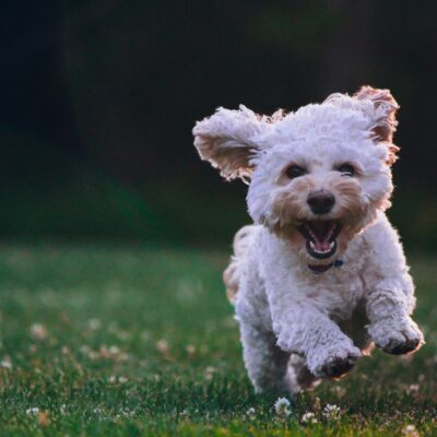 What To Do When Our Joy Fades: Three Simple Ways to Rediscover Joy