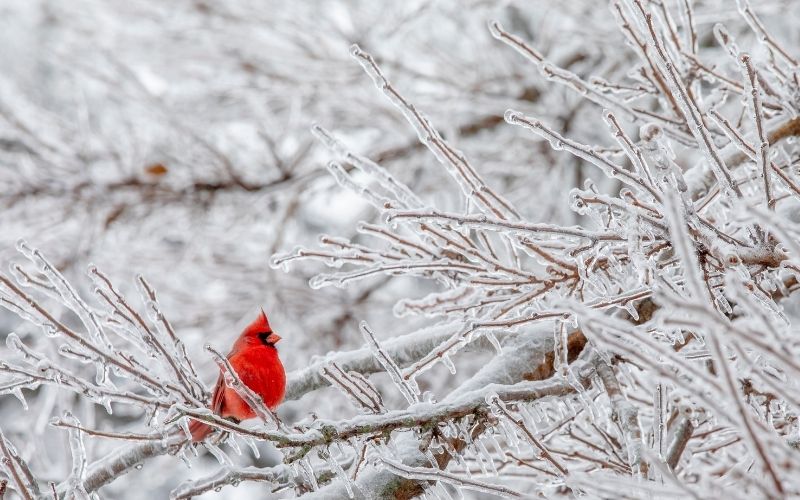 Bright red cardinal sitting in a tree, branches covered in ice.