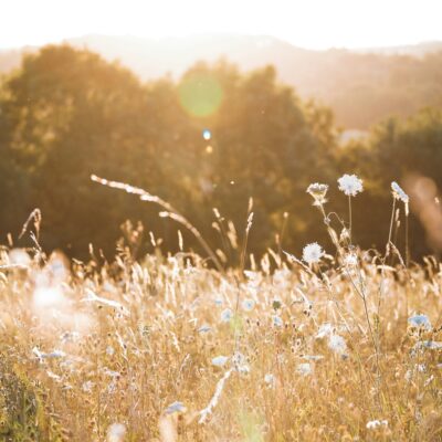 Longing for a Simple Faith in a Demanding World?