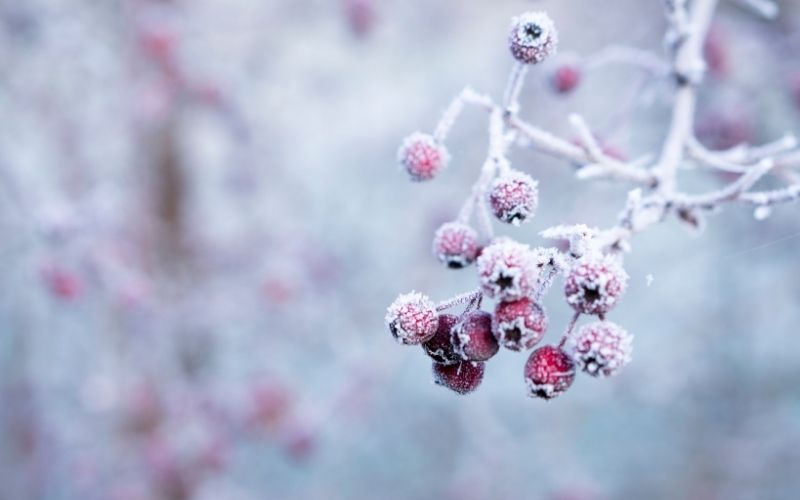 Branch with red berries covered in frost.