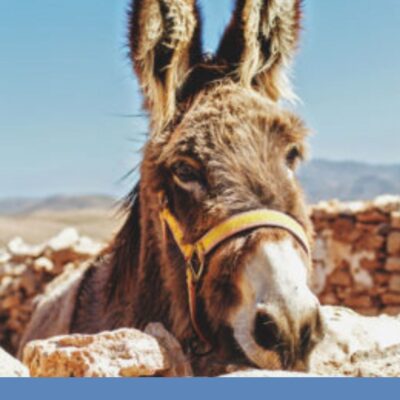 What’s the big deal about a donkey?