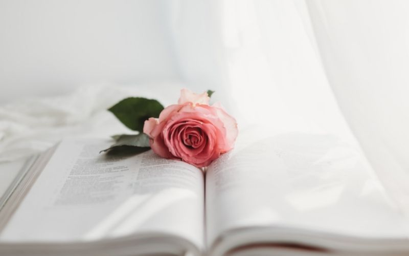 open Bible with pink rose on top, white curtains